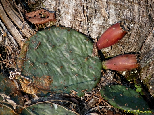 {Opuntia cespitosa}